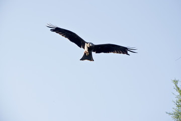 Obraz premium black kite