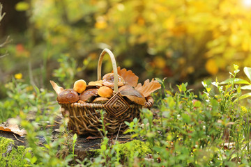  mushrooms oily in a wicker basket on a stump in the autumn forest in the rays of the sun.Autumn...
