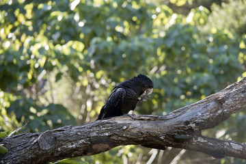 red tailed black cockatoo