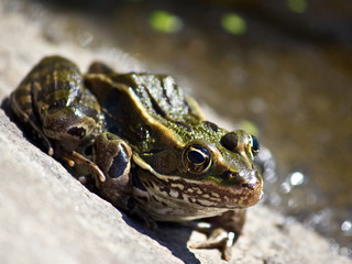 Leopard Frog