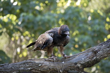 a black breasted buzzard