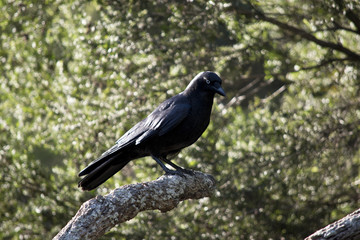 raven