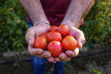 farmer with tomatoes in hands