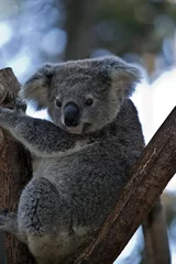 Photo sur Plexiglas Koala an Australian  koala