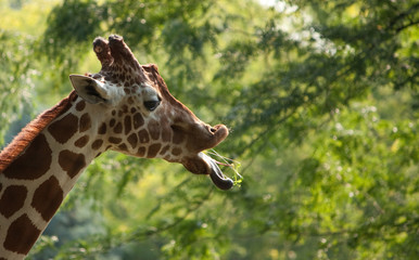 Girraffe sticking tongue out