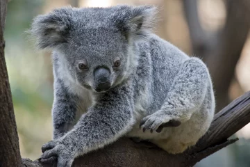 Tableaux ronds sur aluminium brossé Koala Joey Koala