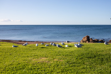 Seagulls on the grass in Penguin, Tasmania, Australia.