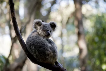 Crédence de cuisine en verre imprimé Koala a joey koala