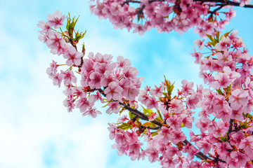 close up of pink cherry blossom branch or sakura flowers on blue sky and cloud background, copy space