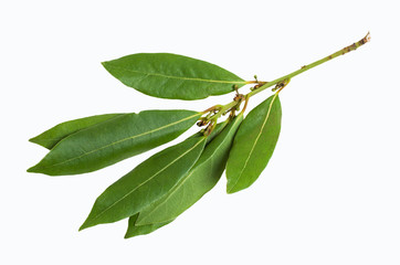 Raw green Laurel leaves