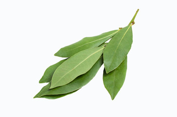 Raw green Laurel leaves
