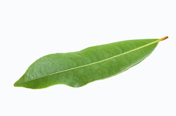 Fototapeta na wymiar Raw green Laurel leaves