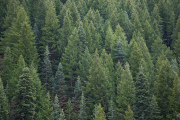 Forest of Evergreen Trees