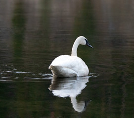 Trumpeter Swan in Yellowstone River at dawn in Yellowstone National Park in Wyoming United States