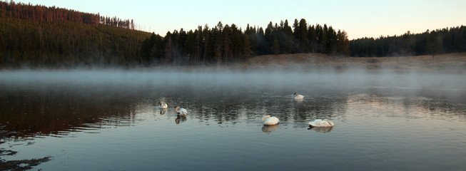 Naklejka premium Trumpeter Swan in Yellowstone River at dawn in Yellowstone National Park in Wyoming United States