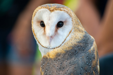 Eastern Barn Owl