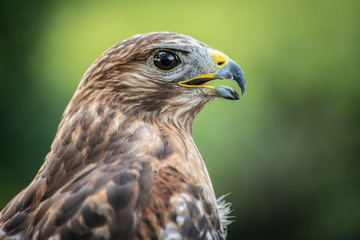 Red-Shouldered Hawk