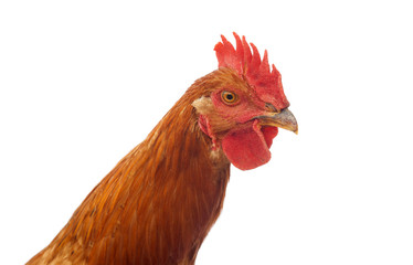 head of rooster chicken looking at camera