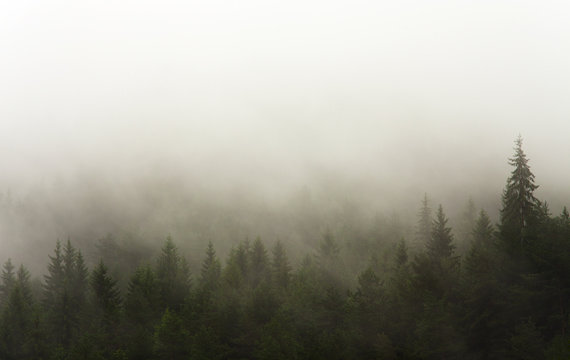 Fototapeta forest in the rain and fog