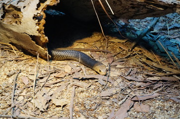 Fearsnake