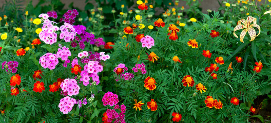 Panorama of a flower bed from colorful flowers. Marigolds and phloxes in the city's flowerbed. Panorama of flowers on a green background.