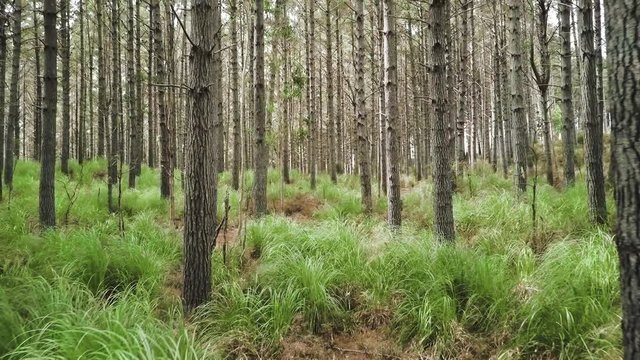 Tracking shot through pine forrest