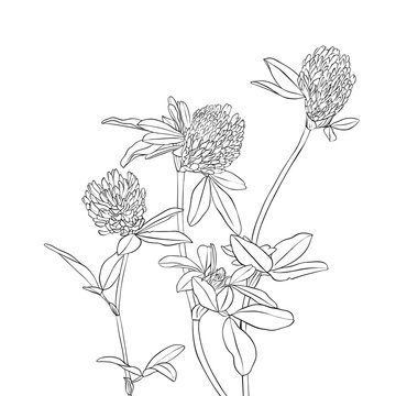 vector drawing clover flowers