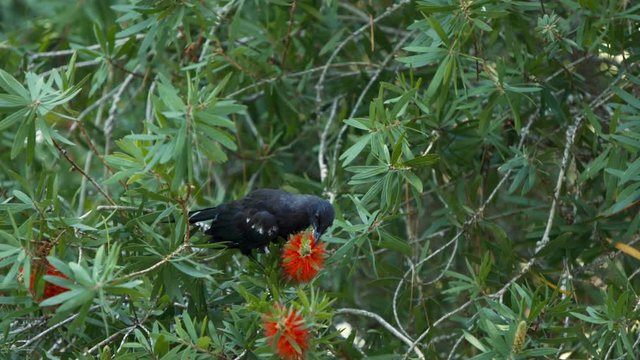 Tui Bird Eating flower New Zeland