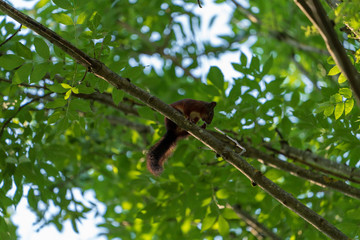 Eichhörnchen