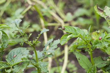 potato bug eating the plant