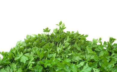 fresh green parsley on white background