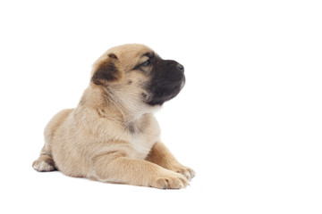 small baby dog or puppy looking up to white background