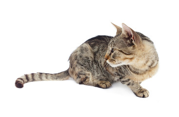 cat looking left on white background