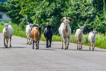 a herd of goats is walking along the road
