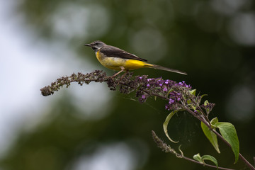 Grey Wagtail (Motacilla cinerea)