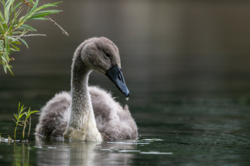 Young Mute swan (Cygnus olor)