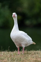 West of England Goose