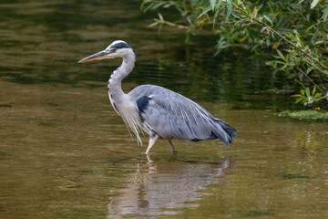Grey Heron (Ardea cinerea)