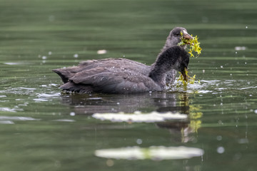Young Eurasian coot (Fulica atra)