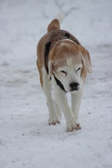 Beagle in the snow in munich, germany