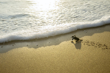Little turtles crawling toward the sea