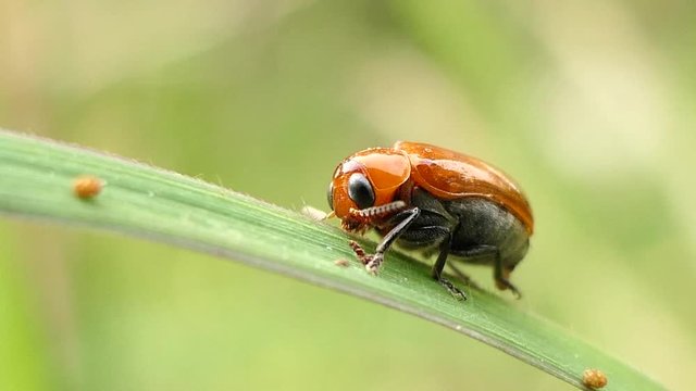 Red insect on green leaf in summer forest, macro 4k 
