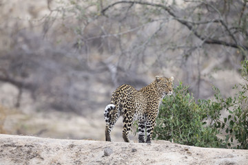Lone leopard walking and hunting during daytime