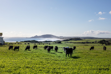 Cows in pasture at Green Point Beach, north west Tasmania, Australia © Melinda