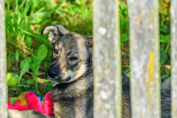 portrait of a village dog