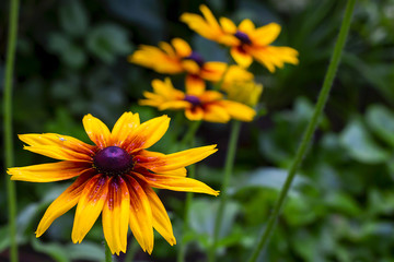 yellow flowers close-up in the garden