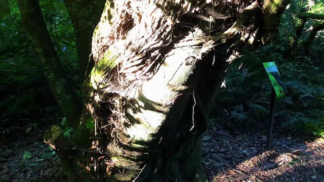 Interesting Tree Trunk