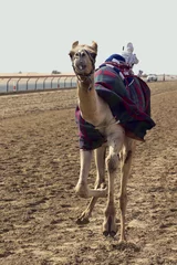 Papier Peint photo Lavable Chameau Camel racing in Dubai with a robot jockey on the track