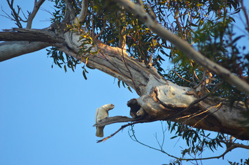 Two cockatoos are in a eucalyptus tree. Their nest is in a hollow of a dead branch. One is standing beside the hollow, the other is in the nest. Behind is a blue sky.