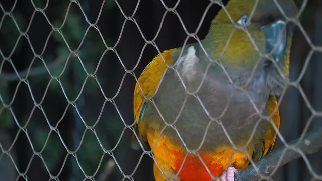 A colorful tropical parrot in a cage.